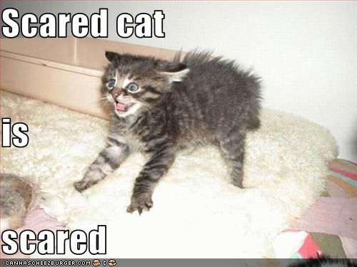 scared-cat.jpg