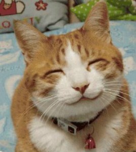 relieved happy cat