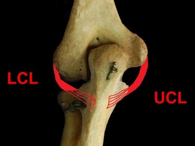 Elbow posterior ligaments