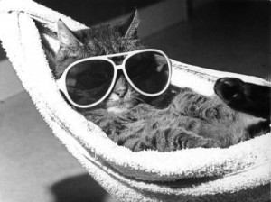 relax cat sunglasses