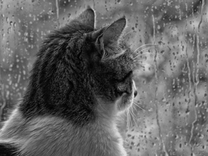 cat rain