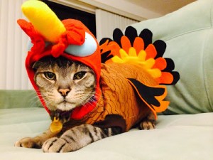 cat turkey