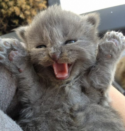 excited cat kitten