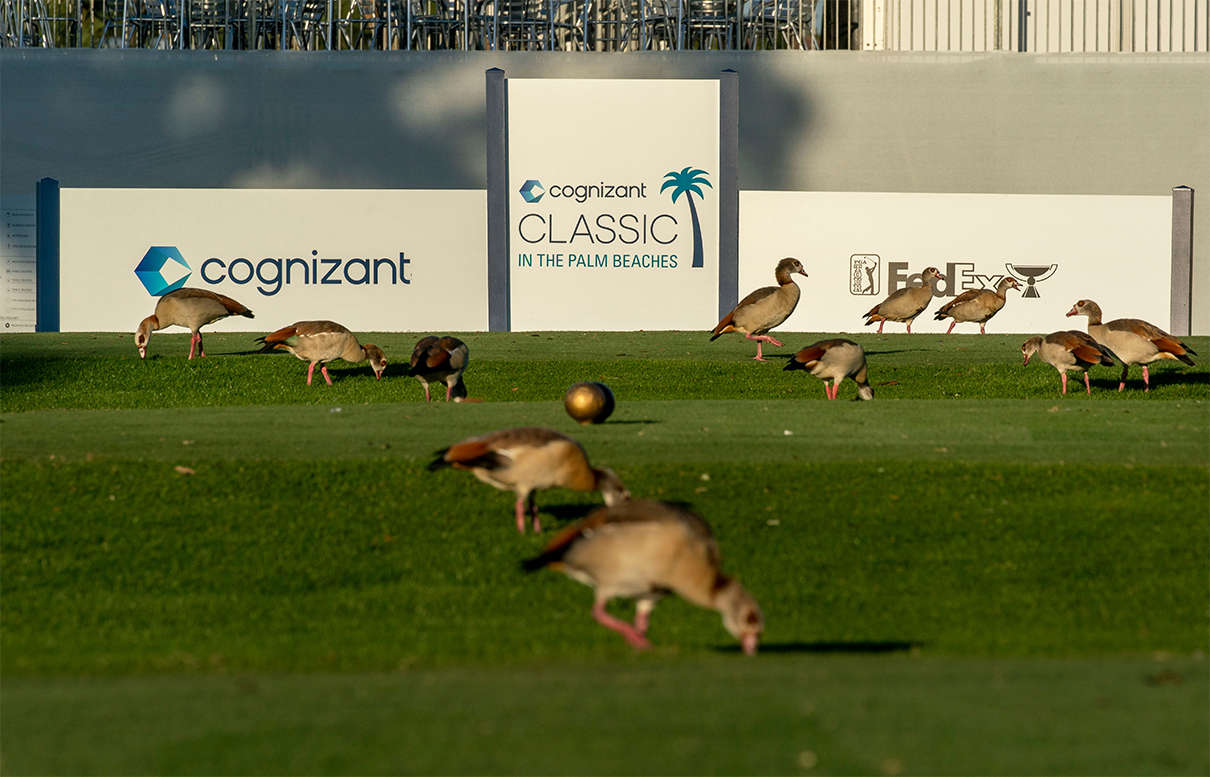 Ducks graze at the 11th tee at the Cognizant Classic in the Palm Beaches at PGA National on February 21, 2024 in Palm Beach Gardens, Florida.