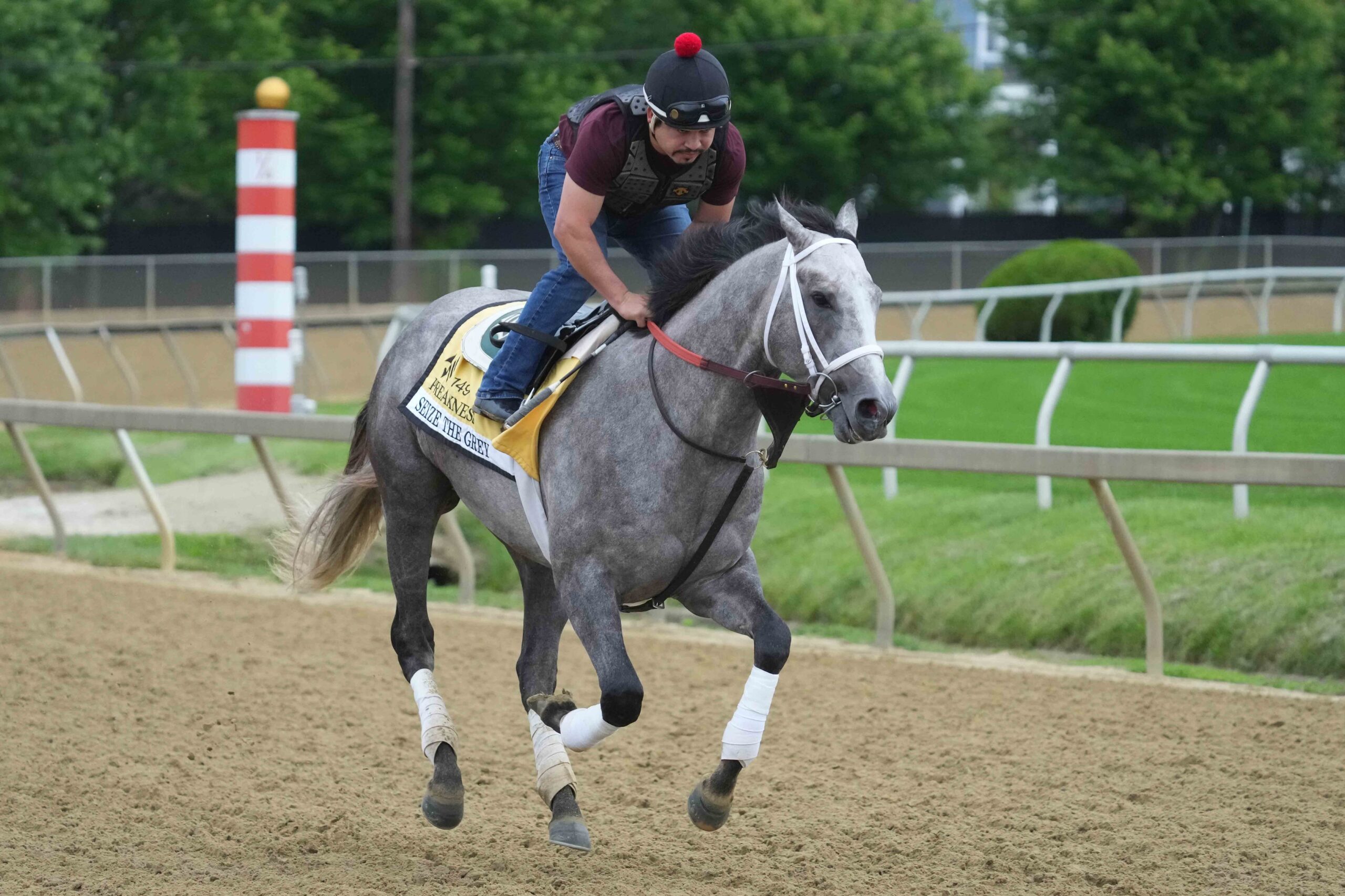 Seize the Grey, a longshot at the Preakness Stakes.